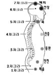 [대체의학 이야기] (2)차크라(chakra)에 대하여