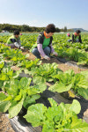 희망 배추의 미소…달서·동구청 희망근로사업 재배
