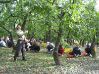 전국 최대 생산지 경산 대추 명성 회복하자