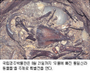 1천200여년 전 통일신라에는 어떤 동물 살았을까