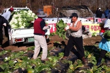대구 북구청, 공공근로 사업의 열매 『사랑의 김장배추』 수확