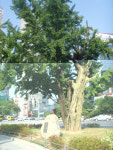 [시민기자] 대구 범어네거리에 450살 은행나무가…