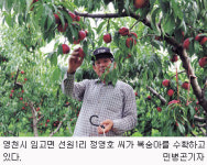 “당도 최고” 영천 복숭아 본격 출하 ‘영그는 부농의 꿈’