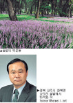 [포토 갤러리] 솔밭의 맥문동