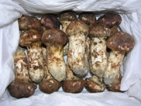 자연산 송이 택배서비스 데레사 경산마트 특별전