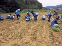 삼성코닝정밀소재 농촌일손돕기