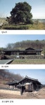 [이정웅의 노거수와 사람들] 의병장 정세아와 영천 대전리 호수종택 향나무
