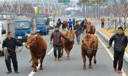 청도소싸움 선수들 카 퍼레이트 음메∼