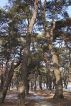 [버스로 그리는 경북 스케치] <8>예천 금당실마을에서 회룡포까지