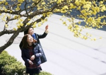 [포토뉴스] 안동보건소 옆 산수유 꽃망울