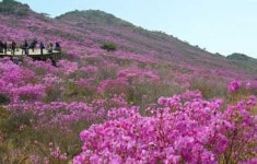 달성 참꽃 물들다… 비슬산 연분홍 물결