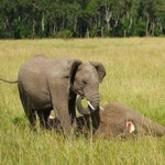 죽은 어미 떠나지 못하는 코끼리 엄마 일어나... 잠자는 줄 알고 계속 흔들어....