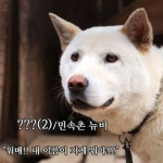 민속촌 개 이름 공모전 이리오시개~ 워매! 내 이름이 장난이냐?