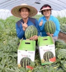 옥포 수박 황후의 과실 첫 출하