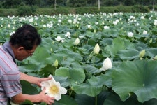 영주 방갓마을 연꽃 보러 오세요