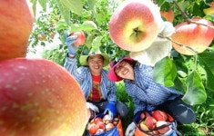 [포토뉴스] 한풀 꺾인 무더위…홍로사과 첫 수확