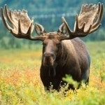 엘크 출몰 나도 여자친구를 달라!…짝짓기 철, 너무 외로워서..그만