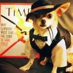 가장 옷 잘 입는 견공 “정형돈 보고 있나?…이 것이 개 패션”