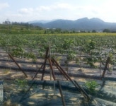 구미 불산 누출사고 1년…죽었던 땅, 묘목들이 다시 파릇파릇∼