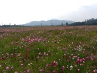 금호강 코스모스섬에서 힐링하세요!