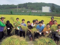 청송 화목초교 벼베기 체험…수확한 쌀 이웃돕기도