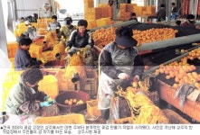 [가을 대목 맞은 사람들] 곶감의 고장 상주