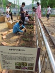 수륜초교 희귀·멸종위기 식물 화단 조성