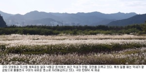 [가볼만한 곳] 억새 만발한 구미 낙동강 둔치, 가을맞이 새 명소로