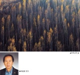 [포토 갤러리] 자작나무 숲