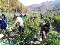 “청송 농가 도우러 대구서 왔어요”