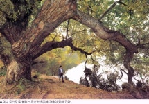 [늦가을 가볼 만한 곳] 경산 반곡지