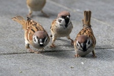[포토뉴스] “아! 쌀 맛…국채보상운동 공원 참새들