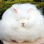 거대 털 뭉치 토끼 “무려 25cm이상 부풀려…마치 솜사탕 같아”