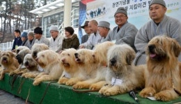 문화재 지키는 삽살개