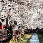 전국 꽃놀이 명소 이번 주말 날씨에 가도 좋을까? “대구 달성군 옥포로 가볼까?”