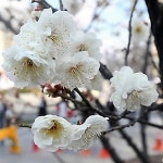 벚꽃축제 일정 ‘화개장터 벚꽃축제’ 섬진강 물길따라~ 십리벚꽃길!