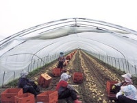 끝없이 펼쳐진 개진 감자 첫 출하