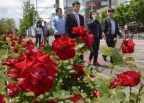 [포토뉴스] 그대 모습은 장미…산격동 대학로 눈길