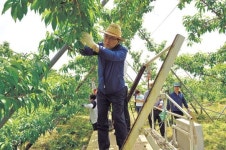[이런일] 경북도 영천서 농촌 일손 돕기