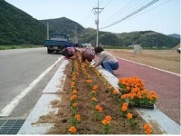 활짝 핀 꽃길로 영덕손님맞이