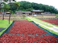[지역 대표 특산품] <상> 핫 명품! 영양고추