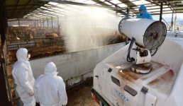 설 연휴 앞 구제역·AI 방역 초비상