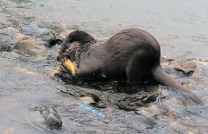 대구 신천에서 대낮 먹이활동 수달 포착…로드킬 등 대책 세워야