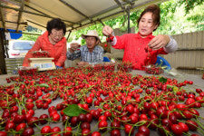 군침도는 대구 상동체리