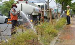 메마른 팔공로 가로수에 급수