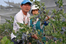 블루베리로 달콤한 인생2막…영천 귀농 이창수·김윤옥 씨 부부