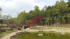 경북 신도청과 새천년을 함께 할 천년숲