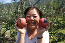 [산업화 1번지 경북 창조경제 메카 우뚝] <6>포항 상옥마을 키스 사과