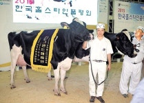 경북 젖소들 대단하네~ 품평회서 최고상