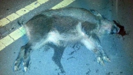 대구시 동구 파계로·국제학교 인근 멧돼지 출몰 잇따라